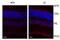 Endoplasmic Reticulum To Nucleus Signaling 1 antibody, NB100-2323, Novus Biologicals, Immunohistochemistry frozen image 