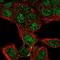 ADAMTS Like 2 antibody, NBP2-46816, Novus Biologicals, Immunofluorescence image 