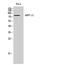 cAMP-regulated phosphoprotein 21 antibody, STJ91702, St John