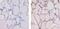 Thyroid Hormone Receptor Alpha antibody, PA1-216, Invitrogen Antibodies, Immunohistochemistry frozen image 
