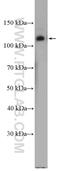 Integrin Subunit Alpha 6 antibody, 27189-1-AP, Proteintech Group, Western Blot image 