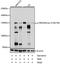 Protein Kinase D1 antibody, AP0534, ABclonal Technology, Western Blot image 