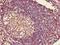 HLA-C protein antibody, orb239543, Biorbyt, Immunohistochemistry paraffin image 