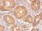 Insulin Receptor antibody, GTX101136, GeneTex, Immunohistochemistry paraffin image 