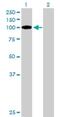 Elongin A2 antibody, H00051224-B01P, Novus Biologicals, Western Blot image 