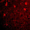 BRCA1/BRCA2-Containing Complex Subunit 3 antibody, A04690, Boster Biological Technology, Immunofluorescence image 