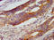 Ring Finger Protein 213 antibody, LS-C672616, Lifespan Biosciences, Immunohistochemistry paraffin image 