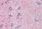 Neurotensin Receptor 2 antibody, orb85413, Biorbyt, Immunohistochemistry paraffin image 