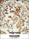 Heat Shock Protein Family A (Hsp70) Member 4 Like antibody, 63-626, ProSci, Immunohistochemistry paraffin image 