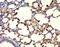 Glycerol-3-Phosphate Dehydrogenase 1 Like antibody, orb183880, Biorbyt, Immunohistochemistry paraffin image 