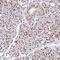 DNA-(apurinic or apyrimidinic site) lyase Neil1 antibody, HPA054084, Atlas Antibodies, Immunohistochemistry paraffin image 