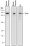 Ezrin antibody, AF7239, R&D Systems, Western Blot image 