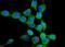 EGFR antibody, A00023-5, Boster Biological Technology, Immunofluorescence image 