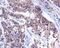 pp60c-src antibody, ab109381, Abcam, Immunohistochemistry paraffin image 