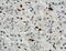 Zinc finger E-box-binding homeobox 1 antibody, 21544-1-AP, Proteintech Group, Immunohistochemistry frozen image 