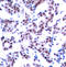 JunB Proto-Oncogene, AP-1 Transcription Factor Subunit antibody, STJ22215, St John