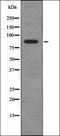 Fibroblast Growth Factor Receptor 4 antibody, orb335818, Biorbyt, Western Blot image 