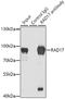 RAD17 Checkpoint Clamp Loader Component antibody, A02159, Boster Biological Technology, Western Blot image 