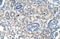 Phosphoribosyl Pyrophosphate Amidotransferase antibody, ARP46079_P050, Aviva Systems Biology, Immunohistochemistry frozen image 