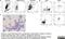 Signal Regulatory Protein Alpha antibody, MCA2041GA, Bio-Rad (formerly AbD Serotec) , Flow Cytometry image 