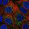 Coiled-Coil-Helix-Coiled-Coil-Helix Domain Containing 4 antibody, PA5-66627, Invitrogen Antibodies, Immunofluorescence image 