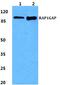 RAP1 GTPase Activating Protein antibody, PA5-37034, Invitrogen Antibodies, Western Blot image 