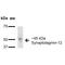 Synaptotagmin 12 antibody, MA5-27600, Invitrogen Antibodies, Western Blot image 