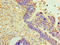 DnaJ Heat Shock Protein Family (Hsp40) Member B2 antibody, A57017-100, Epigentek, Immunohistochemistry paraffin image 