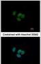 Grainyhead Like Transcription Factor 1 antibody, PA5-31734, Invitrogen Antibodies, Immunofluorescence image 