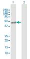 Cbl Proto-Oncogene C antibody, H00023624-D01P, Novus Biologicals, Western Blot image 