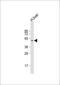 HNF-4-alpha antibody, 63-943, ProSci, Western Blot image 