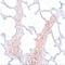 Receptor Accessory Protein 2 antibody, LS-C108529, Lifespan Biosciences, Immunohistochemistry frozen image 