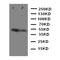Toll Like Receptor Adaptor Molecule 1 antibody, orb97028, Biorbyt, Western Blot image 