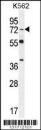 Dishevelled Segment Polarity Protein 3 antibody, TA324462, Origene, Western Blot image 