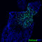 T antibody, AF2085, R&D Systems, Immunocytochemistry image 