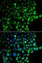 RAB31, Member RAS Oncogene Family antibody, PA5-76219, Invitrogen Antibodies, Immunofluorescence image 