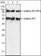 Paternally Expressed 10 antibody, orb89400, Biorbyt, Western Blot image 