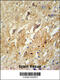 Gamma-Aminobutyric Acid Type B Receptor Subunit 2 antibody, 55-090, ProSci, Immunohistochemistry paraffin image 