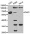 Paired Box 3 antibody, MBS126849, MyBioSource, Western Blot image 