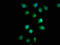 Formin-1 antibody, CSB-PA715012LA01HU, Cusabio, Immunofluorescence image 