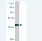 C22 antibody, H00121340-M03, Novus Biologicals, Western Blot image 