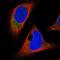 Tudor Domain Containing 5 antibody, NBP1-81971, Novus Biologicals, Immunofluorescence image 