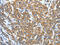 Keratin 81 antibody, CSB-PA042926, Cusabio, Immunohistochemistry paraffin image 