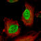 SRY-Box 6 antibody, AMAb91383, Atlas Antibodies, Immunofluorescence image 