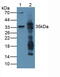 Arginase 1 antibody, abx131737, Abbexa, Western Blot image 