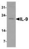 Interleukin 9 antibody, LS-C201136, Lifespan Biosciences, Western Blot image 