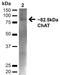 Eukaryotic Translation Initiation Factor 3 Subunit L antibody, orb374321, Biorbyt, Western Blot image 