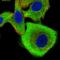 ELKS/RAB6-Interacting/CAST Family Member 2 antibody, HPA036882, Atlas Antibodies, Immunofluorescence image 