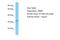 Olfactory Receptor Family 6 Subfamily M Member 1 antibody, PA5-71200, Invitrogen Antibodies, Western Blot image 