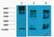 Histone H3 antibody, STJ97002, St John